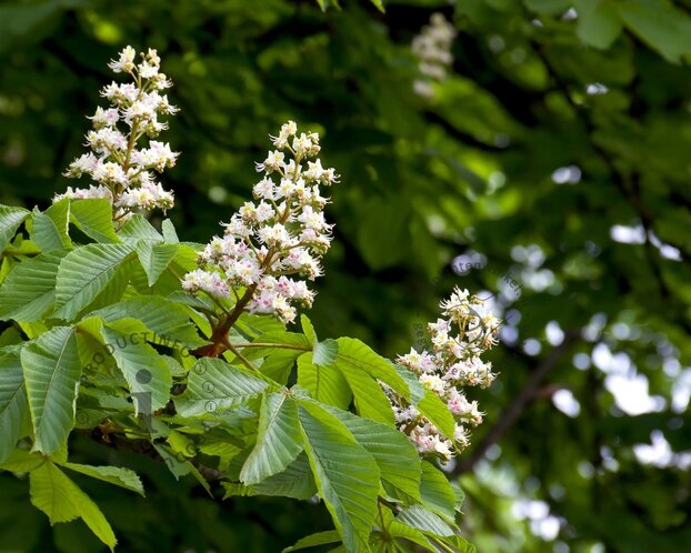 Aesculus hippocastanum 'Pyramidalis'