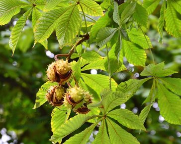 Aesculus hippocastanum 'Pyramidalis'
