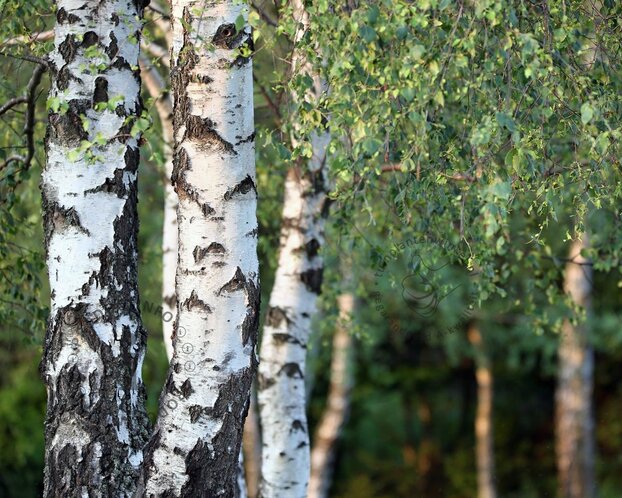 Betula pendula