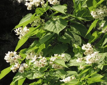 Catalpa bignonioides