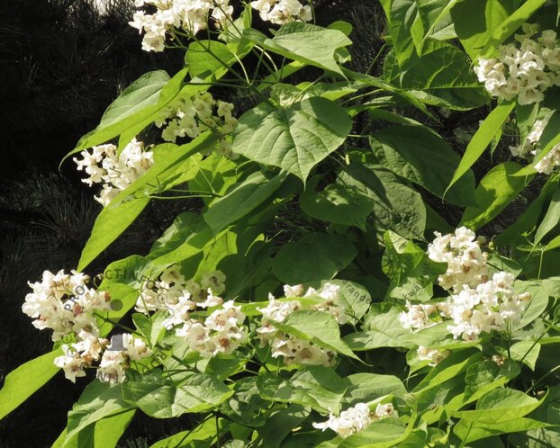 Catalpa bignonioides