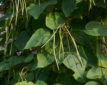 Catalpa bignonioides