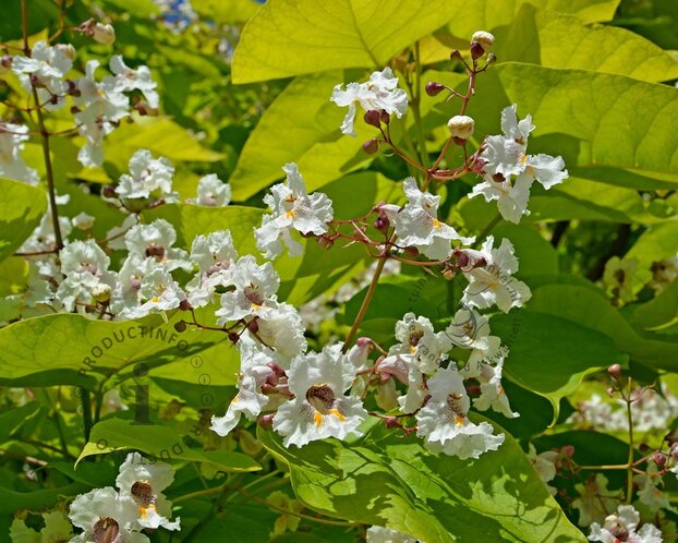 Catalpa bignonioides 'Aurea'