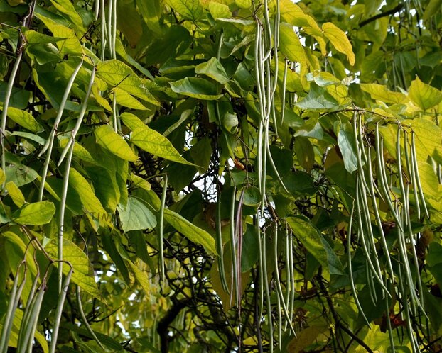 Catalpa bignonioides 'Aurea'