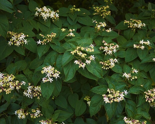 Clerodendrum trichotomum 'Purple Blaze'
