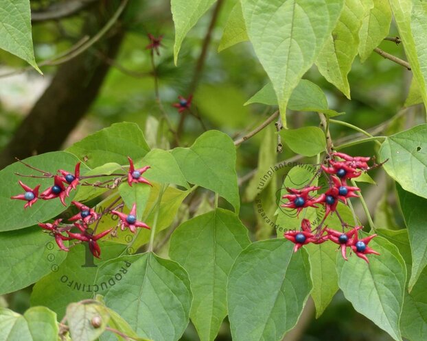 Clerodendrum trichotomum 'Purple Blaze'