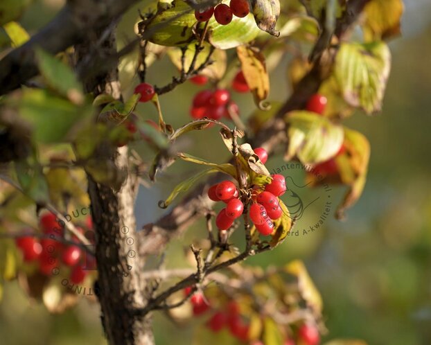 Cornus officinalis 'Robin's Pride'