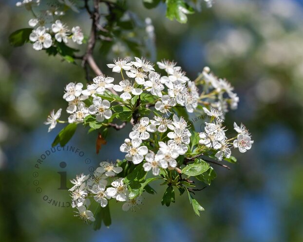Crataegus lavalleei 'Carrierei'
