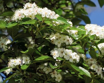 Crataegus persimilis 'Splendens'