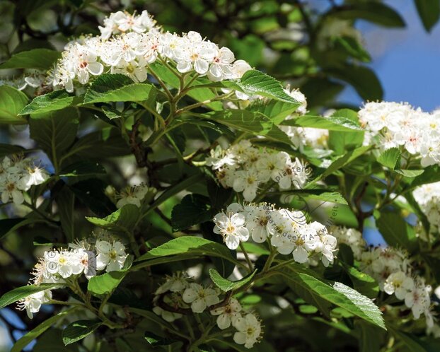Crataegus persimilis 'Splendens'