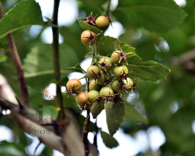 Crataegus persimilis 'Splendens'