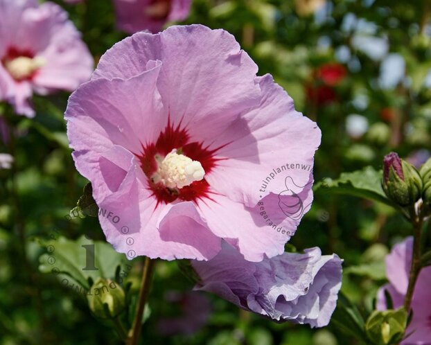 Hibiscus x 'Resi' - 180 cm stam