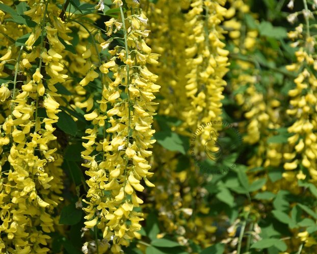 Laburnum watereri 'Vossii'