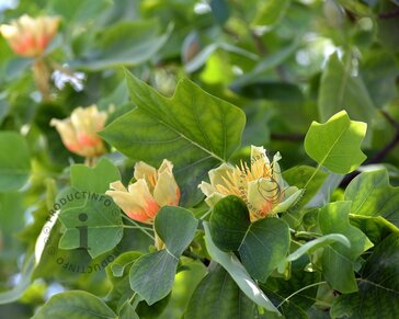Liriodendron tulipifera
