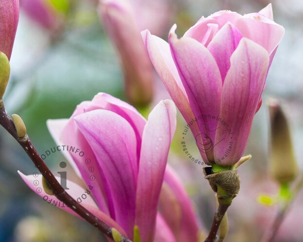Magnolia 'Sentinel'