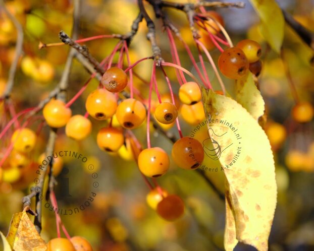 Malus toringo 'Brouwers'
