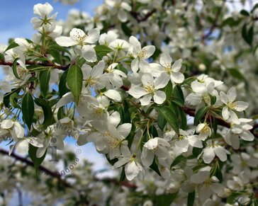Malus toringo 'Brouwers'
