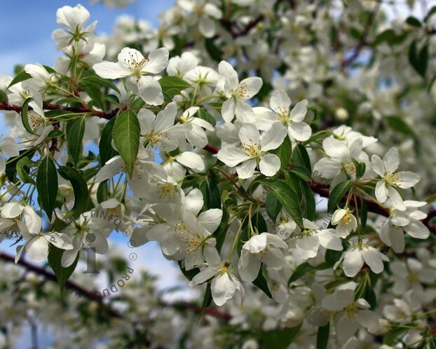 Malus toringo 'Brouwers'