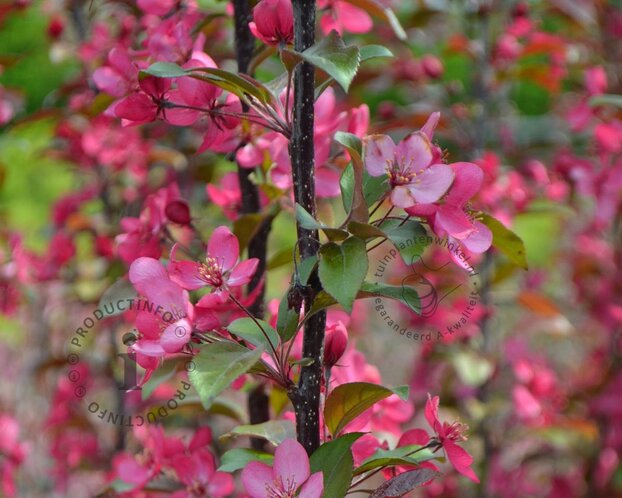 Malus 'Veitch's Scarlet'