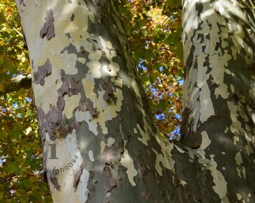 Platanus hispanica