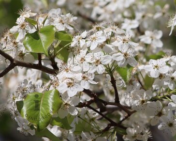 Pyrus calleryana 'Chanticleer'