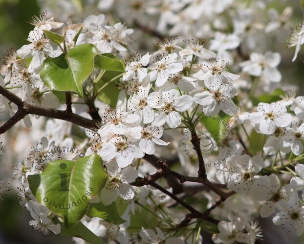 Pyrus calleryana 'Chanticleer'