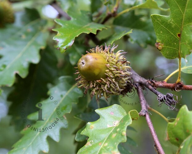 Quercus cerris