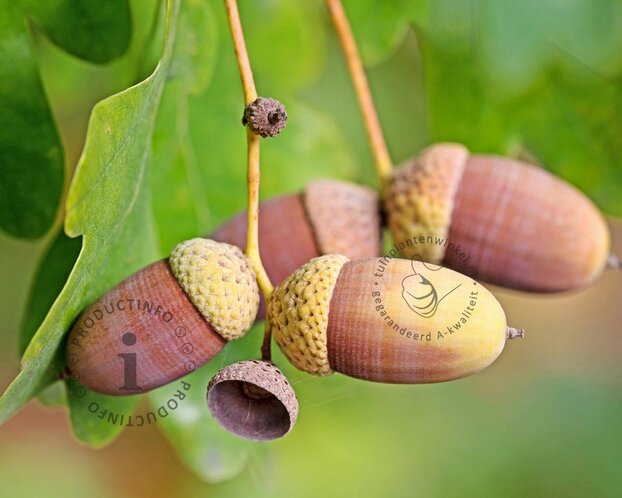 Quercus robur