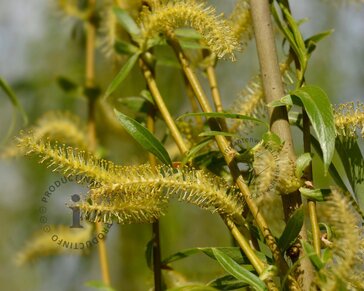 Salix x sepulcralis 'Chrysocoma'
