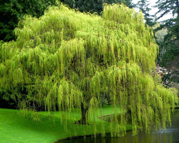 Salix x sepulcralis 'Chrysocoma'