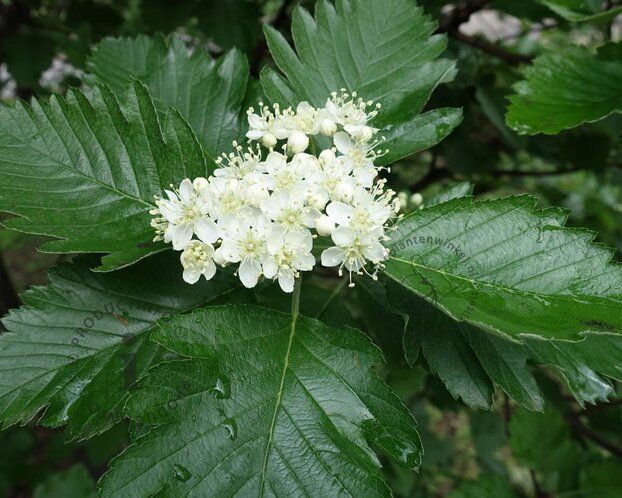 Sorbus aria 'Magnifica'