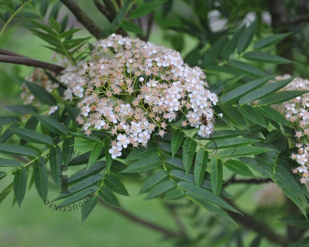 Sorbus 'Dodong'
