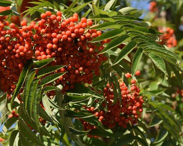 Sorbus 'Dodong'