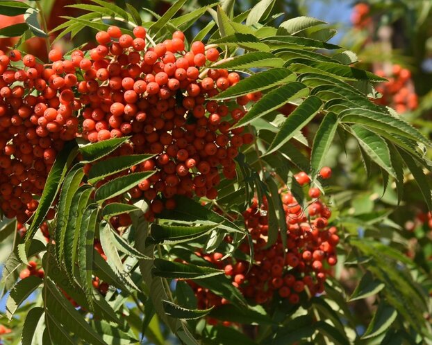 Sorbus 'Dodong'