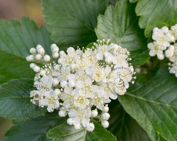 Sorbus intermedia