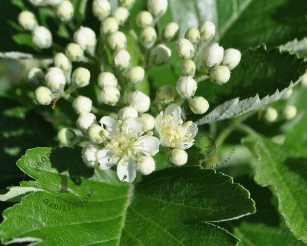 Sorbus thuringiaca 'Fastigiata'