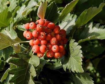 Sorbus thuringiaca 'Fastigiata'