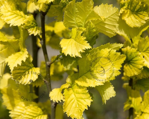 Ulmus x hollandica 'Wredei' - beveerd