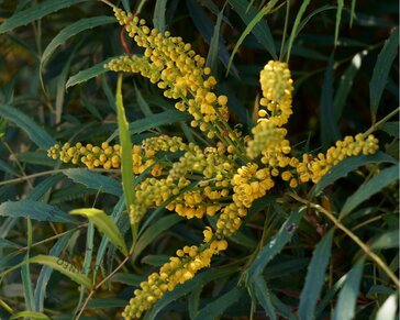 Mahonia eurybracteata 'Soft Caress'