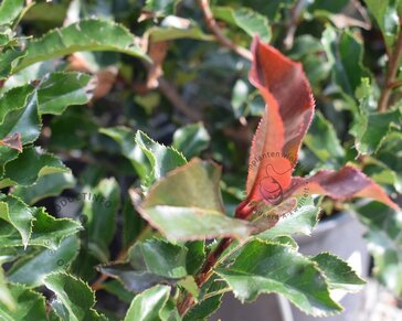 Photinia 'Magical Volcano' - 'Kolmavoca'