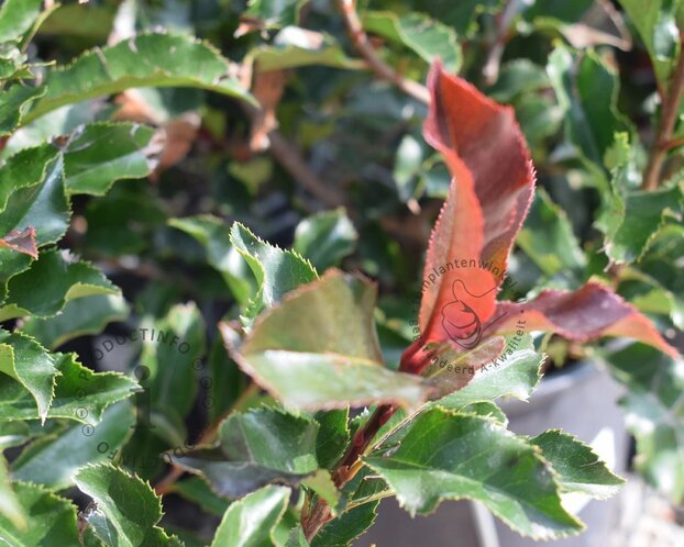 Photinia 'Magical Volcano' - 'Kolmavoca'