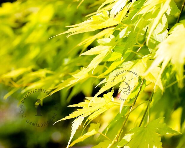 Acer palmatum 'Jordan'