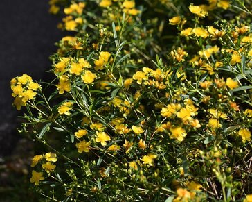 Hypericum densiflorum 'Buttercup'