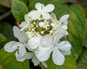 Viburnum plicatum 'Shasta'