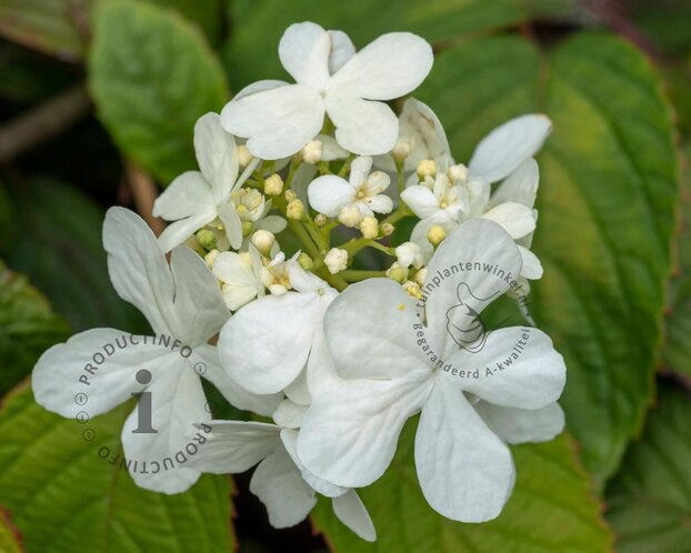Viburnum plicatum 'Shasta'