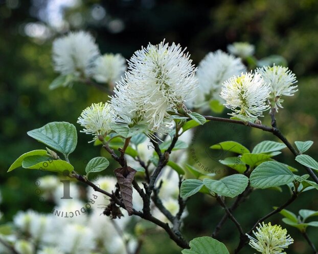 Fothergilla gardenii 'Blue Shadow'