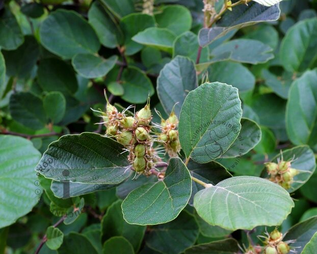 Fothergilla gardenii 'Blue Shadow'