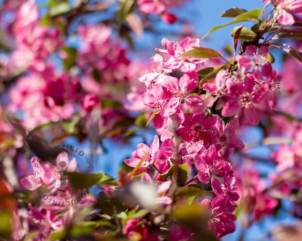 Malus 'Mokum'