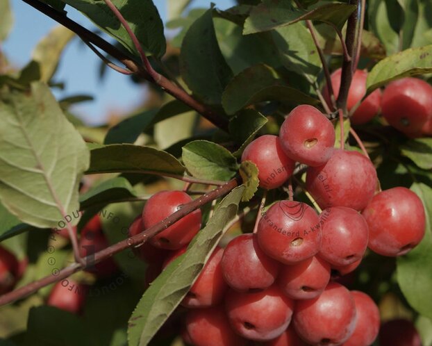 Malus 'Mokum'