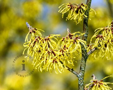 Hamamelis x intermedia 'Arnold Promise'